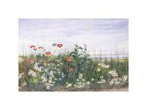 Poppies, Daisies and Thistles on a River Bank-Andrew Nicholl-Giclee Print