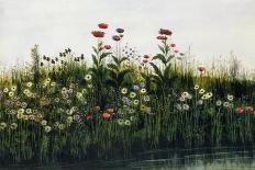 Poppies, Daisies and Thistles on a River Bank-Andrew Nicholl-Giclee Print