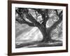 Andrew Oak, Afternoon Light-William Guion-Framed Art Print