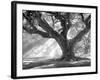 Andrew Oak, Afternoon Light-William Guion-Framed Art Print