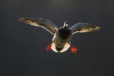An Adult Male Mallard (Anas Platyrhynchos) Comes in to Land, Derbyshire, England, UK-Andrew Parkinson-Photographic Print