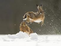 Two young European rabbits, touch noses, Norfolk, UK-Andrew Parkinson-Photographic Print