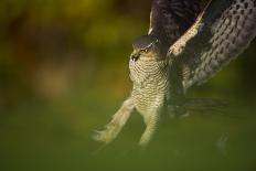 Marsh Harrier (Circus Aeruginosus) Female Landing in Reedbeds, Backlit, Norfolk, UK, April-Andrew Parkinson-Photographic Print