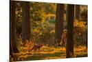 Wood Mount