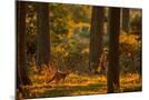 Wood Mount