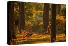 Stretched Canvas