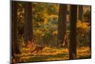 Wood Mount