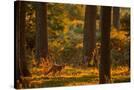 Stretched Canvas