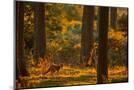 Wood Mount