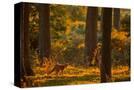 Stretched Canvas