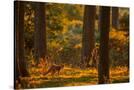 Stretched Canvas