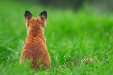 Red fox rear view sitting on grass close to its den, UK-Andrew Parkinson-Photographic Print
