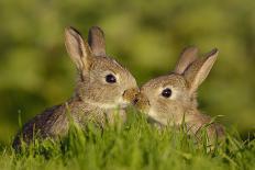 Two young European rabbits, touch noses, Norfolk, UK-Andrew Parkinson-Photographic Print