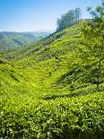 A Tea Plantation in Munnar, Kerala, India-Andrew Pini-Laminated Photographic Print