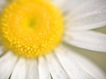 White Flower Close Up, the White River, Akansas-Andrew R. Slaton-Mounted Photographic Print