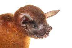 Greater Bulldog Bat (Noctilio Leporinus) Portrait, Surama, Guyana. Meetyourneighbours.Net Project-Andrew Snyder-Photographic Print