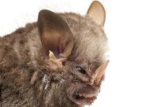 Greater Bulldog Bat (Noctilio Leporinus) Portrait, Surama, Guyana. Meetyourneighbours.Net Project-Andrew Snyder-Stretched Canvas