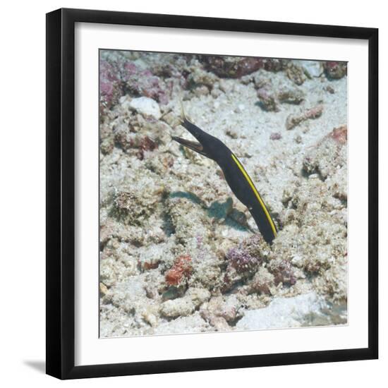 Premium Photographic Print, , large