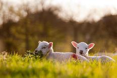 Domestic Sheep, two lambs, resting on pasture in morning sunshine, Northam-Andrew Wheatley-Framed Stretched Canvas