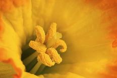 Macro Photo of Daffodil Stamen-Andrew Williams-Stretched Canvas
