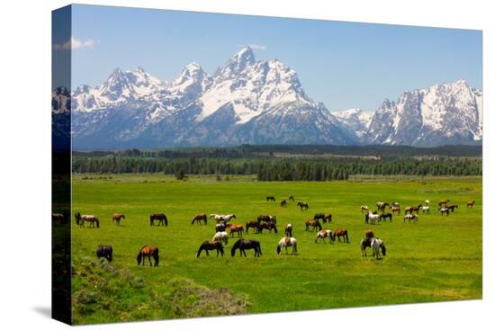 Stretched Canvas Print, , large