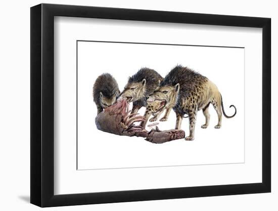 Andrewsarchus Scavenging Carrion-null-Framed Photographic Print