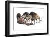 Andrewsarchus Scavenging Carrion-null-Framed Photographic Print