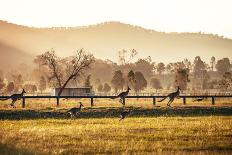 Group of Australian Kangaroos at Hunter Valley, Australia-Andrey Bayda-Photographic Print