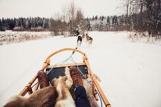 Sled Dogs Pulling a Sled through the Winter Forest in Central Finland-Andrey Bayda-Photographic Print