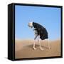 Canvas Black
