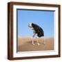 Brown Frame