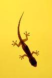 A Juvenile Common (Spiny-Tailed) House Gecko Hunts-Andrey Zvoznikov-Photographic Print