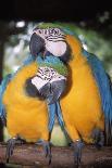 Blue and Yellow Macaws-Andrey Zvoznikov-Photographic Print