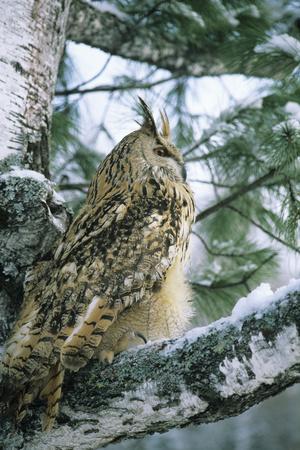 Eagle Owl Adult on Birch Tree in Forest of Ural Mountains