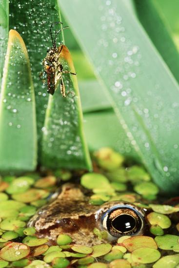 Premium Photographic Print, , large