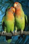 Peach-Faced Lovebirds Hybrid-Andrey Zvoznikov-Photographic Print