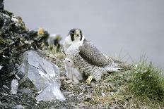 Peregrine Falcon Adult Warms a Chick-Andrey Zvoznikov-Photographic Print