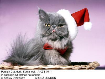 Persian Cat Santa Look in Basket in Christmas Hat and Tie