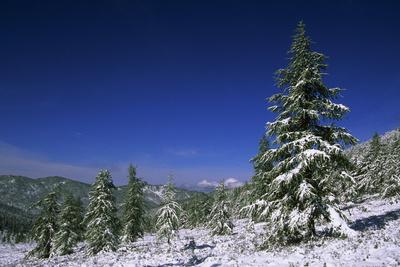 Russia Fir Trees and Spruces after a Snowfall