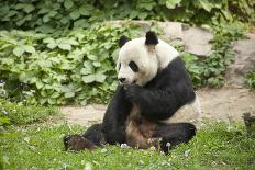 Giant Panda - Ailuropoda Melanole at the Beijing Zoo-Andreyuu-Framed Photographic Print