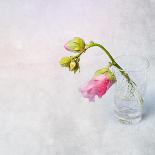 Pink Mallow in Crystal Glass on Grunge Background-Andrii Chernov-Stretched Canvas