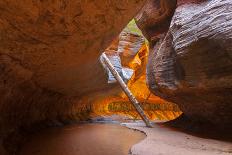 Tree in the Subway - Left Fork in Zion National Park-andrmoel-Photographic Print