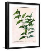 Andromeda Acuminata-P J Redoute-Framed Art Print