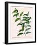 Andromeda Acuminata-P J Redoute-Framed Art Print