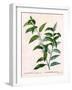 Andromeda Acuminata-P J Redoute-Framed Art Print