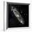 Andromeda Galaxy, UV Image-null-Framed Premium Photographic Print