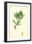 Andromeda Polifolia Marsh Andromeda-null-Framed Giclee Print