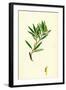 Andromeda Polifolia Marsh Andromeda-null-Framed Giclee Print