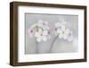 Androsace Villosa Flowers Covered in Water Droplets, Liechtenstein, June 2009-Giesbers-Framed Photographic Print