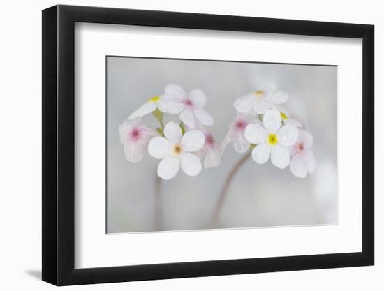 Androsace Villosa Flowers Covered in Water Droplets, Liechtenstein, June 2009-Giesbers-Framed Photographic Print